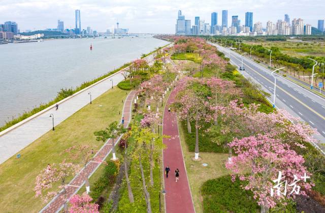 橫琴花海長廊延綿十余里，被各類花卉裝點成粉色浪漫海洋。 圖源：南方日報