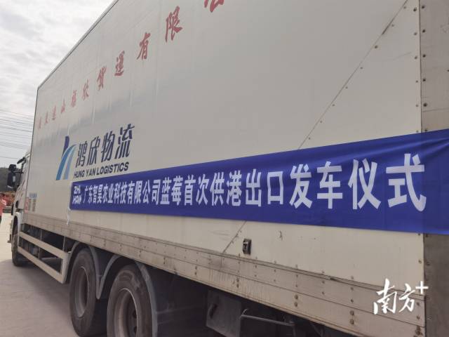 里水智昊藍莓將首次實現(xiàn)藍莓出口到香港。李慧君 攝