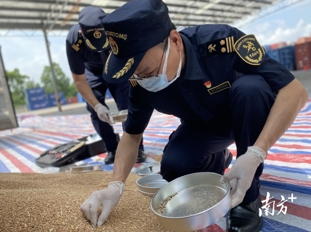 佛山海關(guān)關(guān)員對進(jìn)口糧食進(jìn)行現(xiàn)場監(jiān)管。