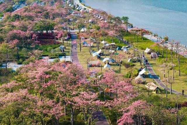 ▲橫琴花海長(zhǎng)廊浪漫盛開的異木棉（視覺中國(guó)/圖）