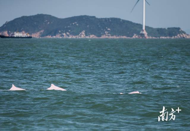 2024年11月7日，伶仃洋桂山島附近海域，三頭成年白海豚同時浮出水面。