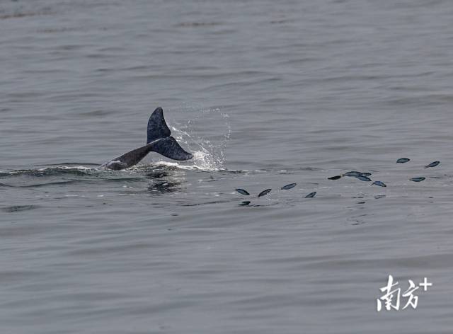 2024年3月31日，湛江雷州灣，一頭中華白海豚正在捕食，被驚起的魚兒四處逃竄。