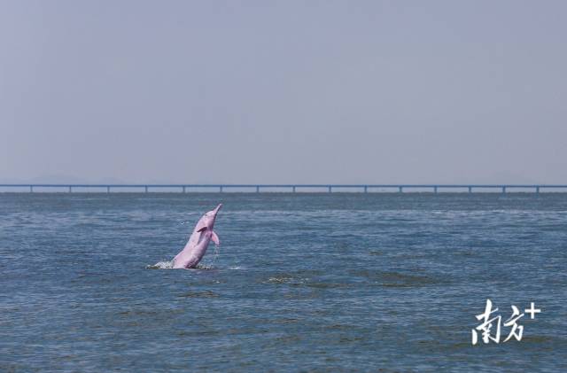 2018年8月7日，珠江口伶仃洋海域，一頭成年中華白海豚突然躍出海面，后面是即將通車的港珠澳大橋。