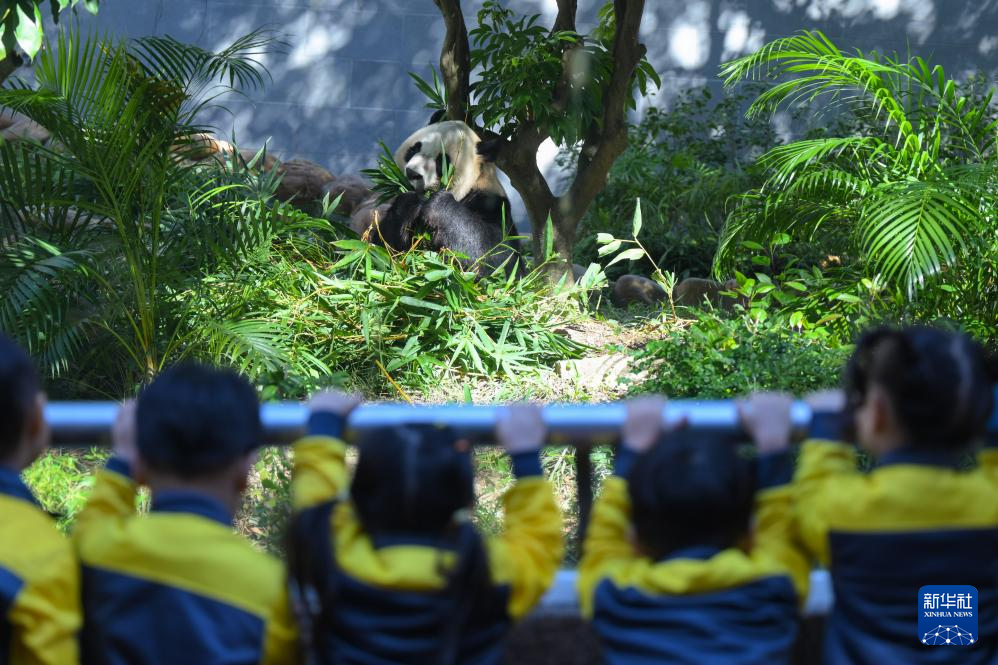11月29日，澳門幼兒園學(xué)生在澳門石排灣郊野公園大熊貓館觀看大熊貓。