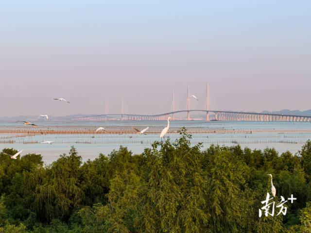 黃茅?？绾Ｍǖ澜T一側(cè)，鷺鳥成群結(jié)對在此嬉戲，與遠(yuǎn)處的大橋相映成趣 。
