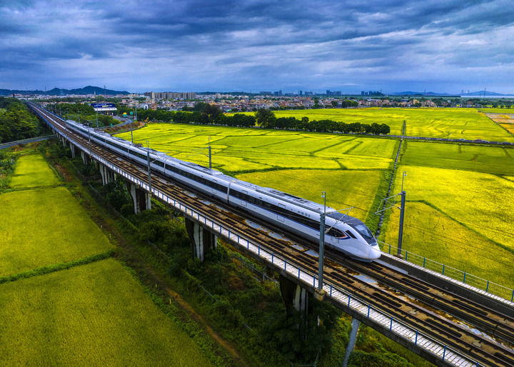 高鐵穿行在廣東中山鄉(xiāng)村金色稻田之上（2023年6月4日攝，無(wú)人機(jī)照片）。新華社發(fā)（張鑒來(lái) 攝）