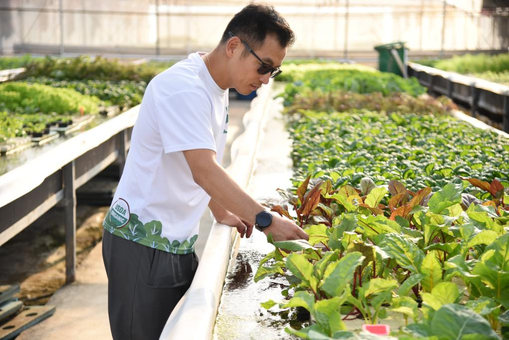  11月28日，孫振鴻在農(nóng)場內(nèi)查看蔬菜的生長情況。新華社記者 洪澤華 攝
