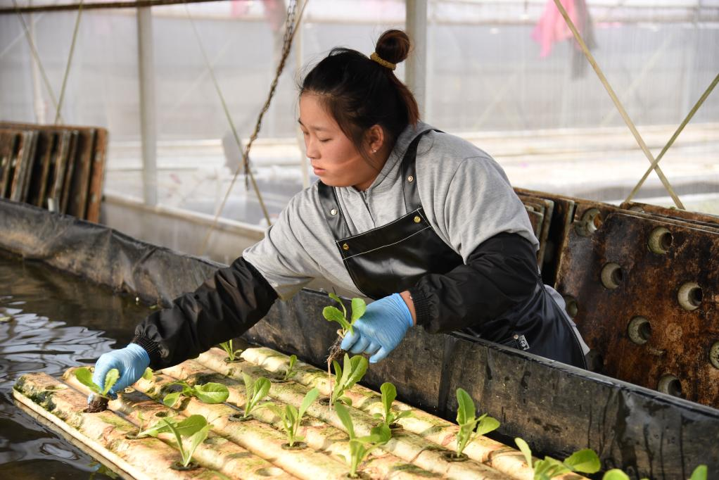 11月28日，在孫振鴻的農(nóng)場里，一名工人正在種植有機(jī)蔬菜。新華社記者 洪澤華 攝