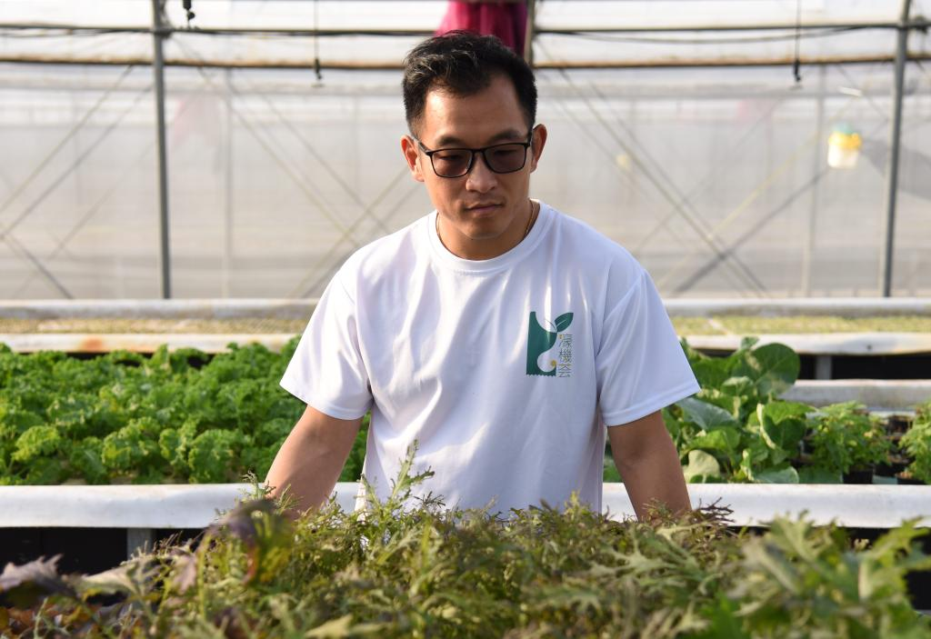  11月28日，孫振鴻在農(nóng)場內(nèi)查看蔬菜的生長情況。新華社記者 洪澤華 攝