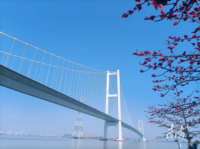 南沙大橋