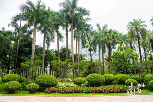 廣州珠江公園棕櫚與蔭生專類植物展示園