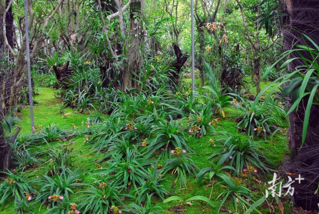 深圳市蘭科中心植物園