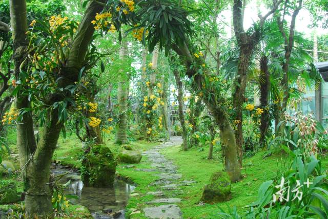 深圳市蘭科中心植物園