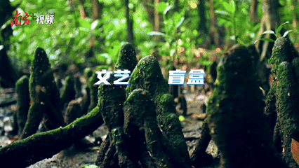 外伶仃島