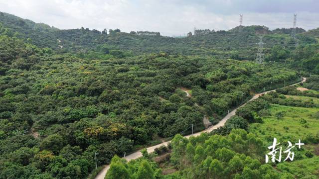  博罗县龙华镇山前村的荔枝果园