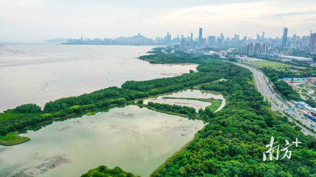 紧挨着城市CBD的福田红树林国家级自然?；で? routedintoapp=