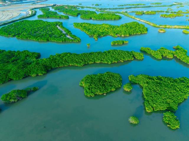 20年来，通过生态保护，湛江红树林保护区的鸟类和底栖生物都越来越多，红树林面积也逐渐增大。（蓝东旭 摄）